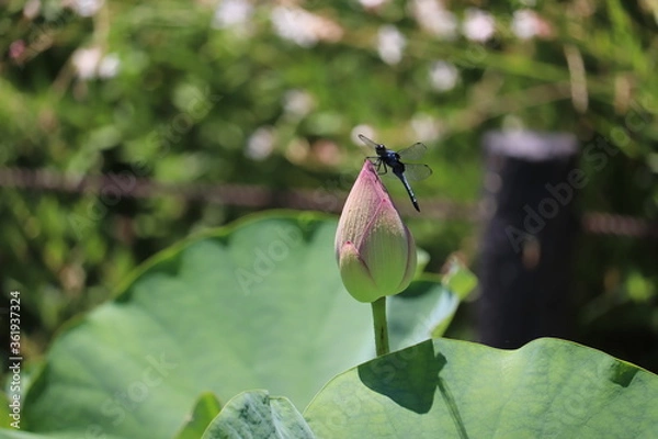 Obraz 留まったトンボとピンクの蓮の蕾