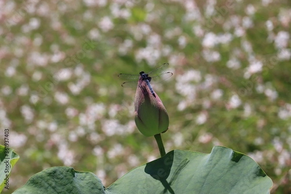 Obraz 留まったトンボとピンクの蓮の蕾