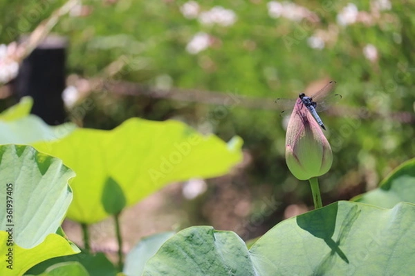 Fototapeta 留まったトンボとピンクの蓮の蕾