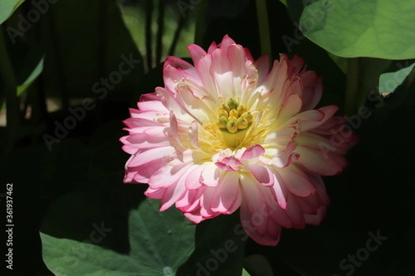 Obraz ピンクの蓮の花