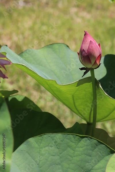 Obraz ピンクの蓮の蕾