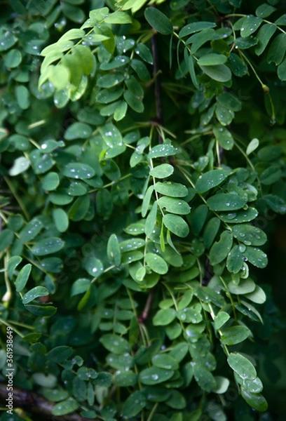 Fototapeta background of green leaves of forest barberry after rain in the sunlight, summer plants close-up