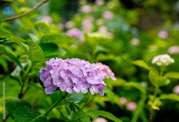 Obraz 日本の宮城県仙台市「資福寺」で雨の中咲く美しい紫陽花