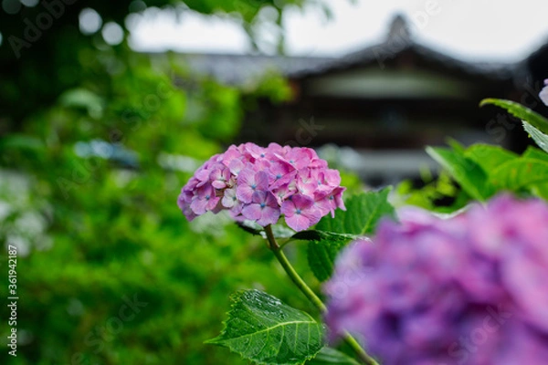 Obraz 日本の宮城県仙台市「資福寺」で雨の中咲く美しい紫陽花