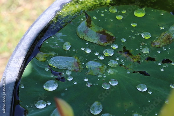 Obraz 蓮の葉の上の水滴