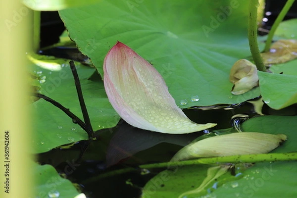 Obraz ピンクの蓮の花びらと葉の上の水滴