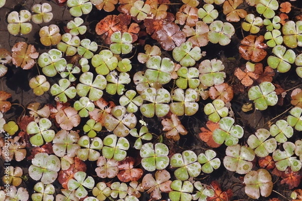 Fototapeta クローバーのような水草