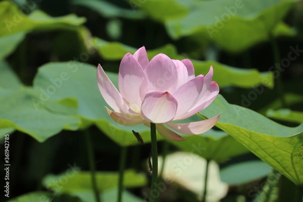 Obraz ピンクの蓮の花