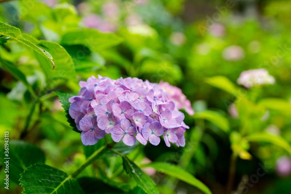 Obraz 日本の宮城県仙台市「資福寺」で雨の中咲く美しい紫陽花