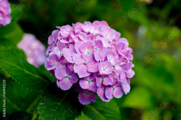 Obraz 日本の宮城県仙台市「資福寺」で雨の中咲く美しい紫陽花
