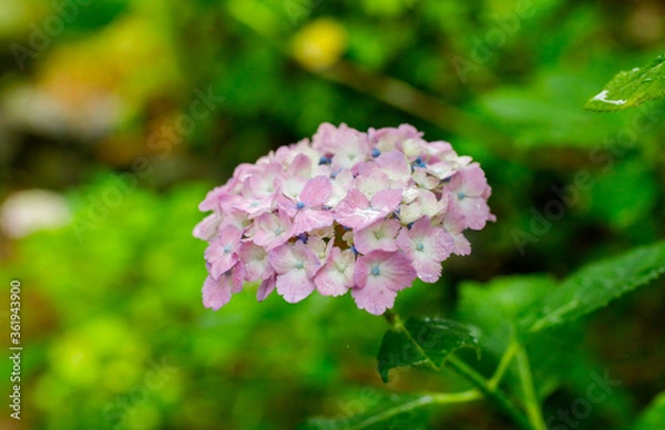 Obraz 日本の宮城県仙台市「資福寺」で雨の中咲く美しい紫陽花
