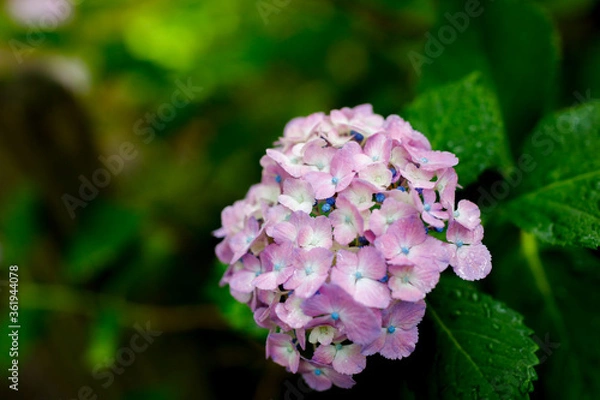 Obraz 日本の宮城県仙台市「資福寺」で雨の中咲く美しい紫陽花