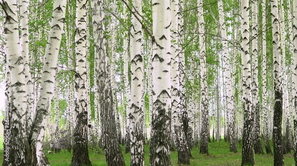 Fototapeta Walking through the birch forest in the summer. White trees.