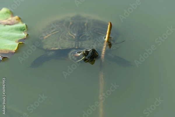Fototapeta 泳ぐカメ　　ミドリガメ　アカミミガメ