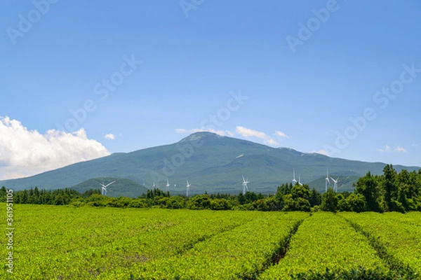 Fototapeta green tea field scene with blue sky