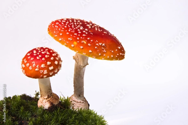 Obraz Grzyby tostowe