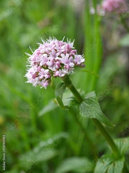 Obraz Der Sommertraum aus Blüten