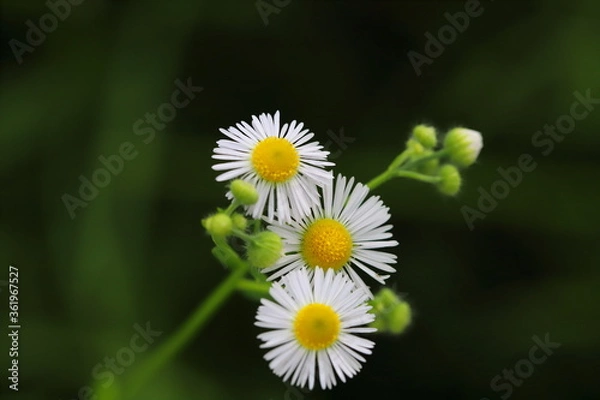 Obraz ヒメジョオンの白い花