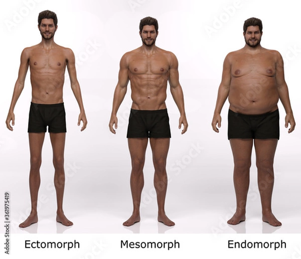 Fototapeta 3D Rendering : standing male body type illustration : ectomorph (skinny type), mesomorph (muscular type), endomorph (heavy weight type),Front View