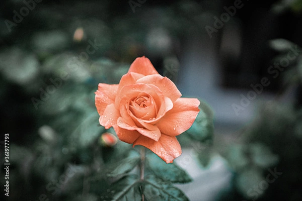 Fototapeta red rose in the garden