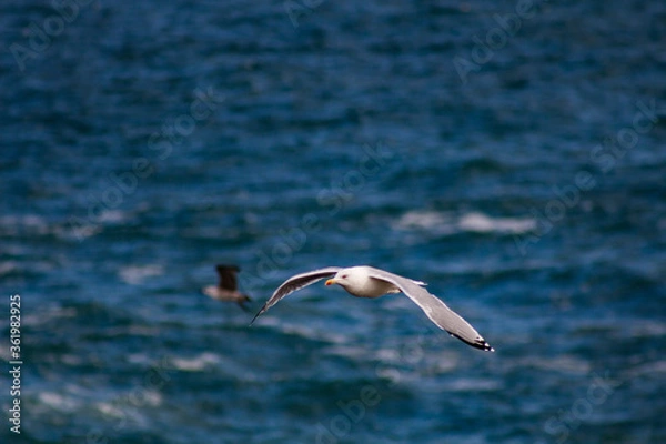 Obraz Seagull in the sea