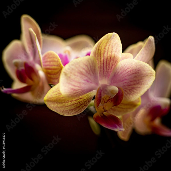 Fototapeta Orchidee