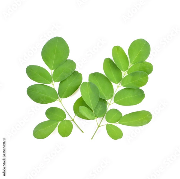 Fototapeta Moringa leaves have medicinal properties. top view