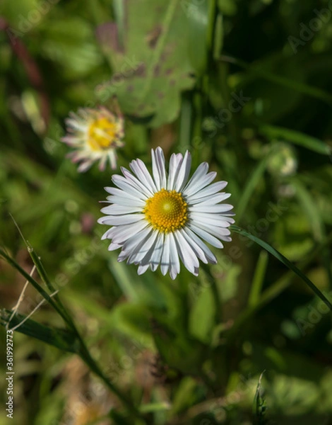 Obraz white daisy flower