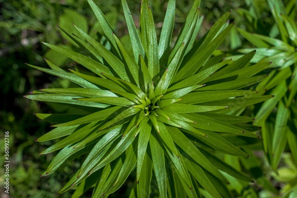 Obraz Beautiful plant