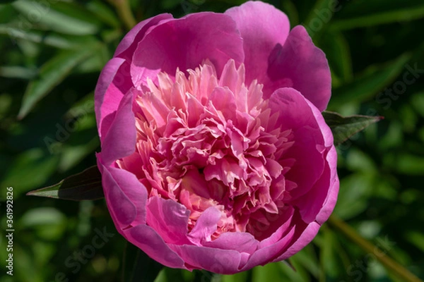 Obraz Peony blooms
