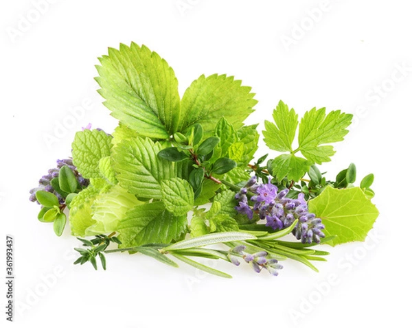 Obraz Fresh spices and herbs isolated