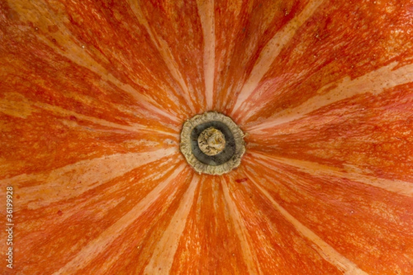 Obraz Middle of the pumpkin