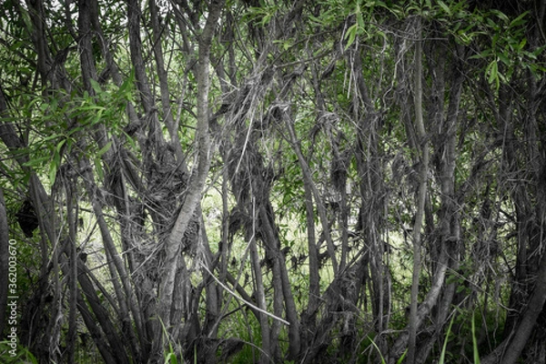 Fototapeta thickets
