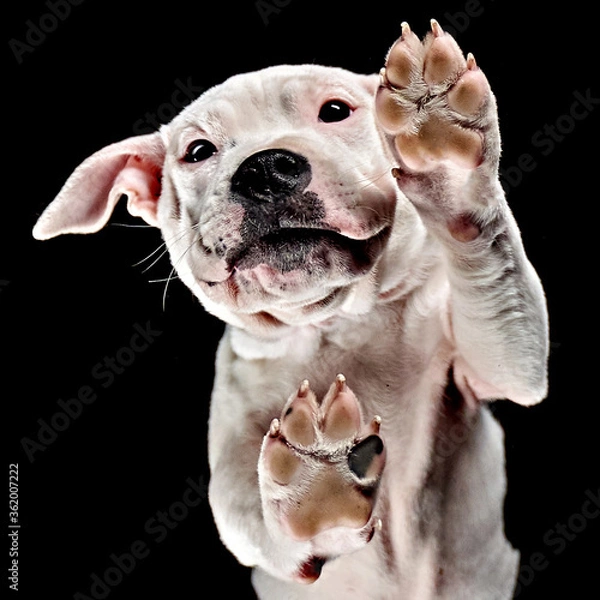 Obraz Staffordshire Bull Terrier standing on an invisible table