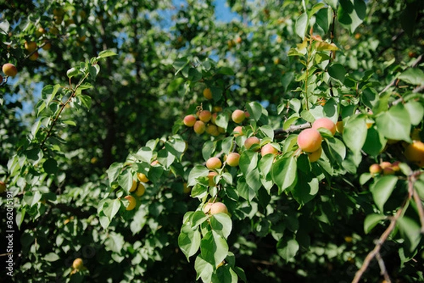Fototapeta yellow plum on a branch in the garden