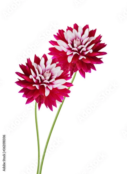 Obraz Stack red dahlia flowers on white background