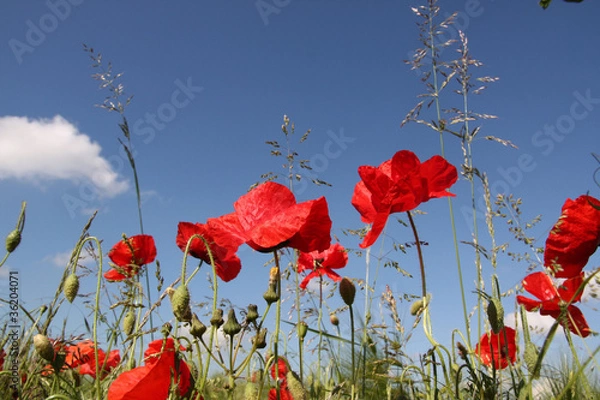 Fototapeta Fleurs des champs