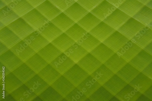 Obraz Banana leaf background double exposure