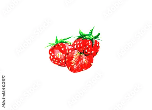 Fototapeta Watercolor hand drawn illustration of strawberries. Sweet and bright vitamin berries drawing isolated on white background. Juicy elements, objects for cafes, restaurants, fabric print, for design