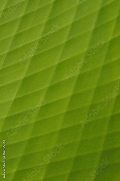 Obraz Banana leaf background double exposure