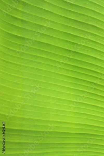 Obraz Green banana leaf texture