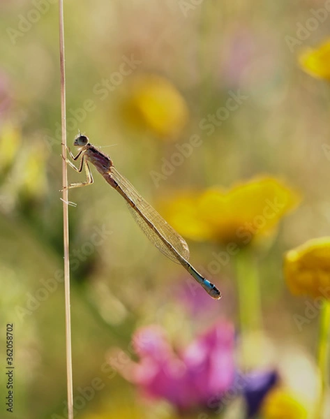 Obraz Devil horse profile macro