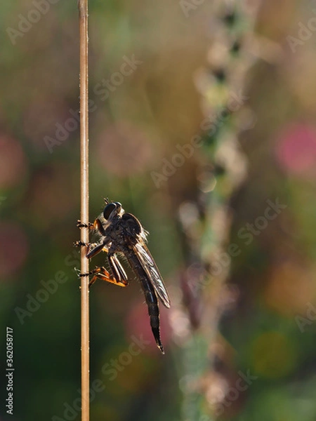 Obraz Killer fly macro profile view