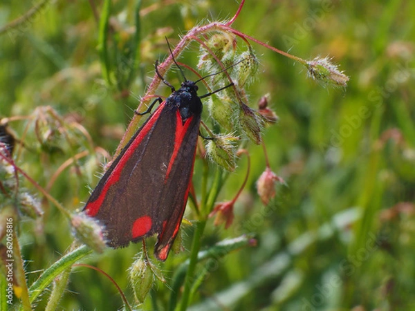 Obraz Small black butterfly with red spots