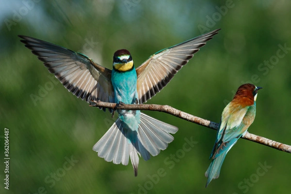 Obraz European Bee-eater comes in to land on a branch with another bee-eater