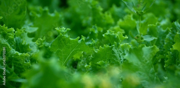 Fototapeta Latek, or Salat (lat. Lactūca) close-up