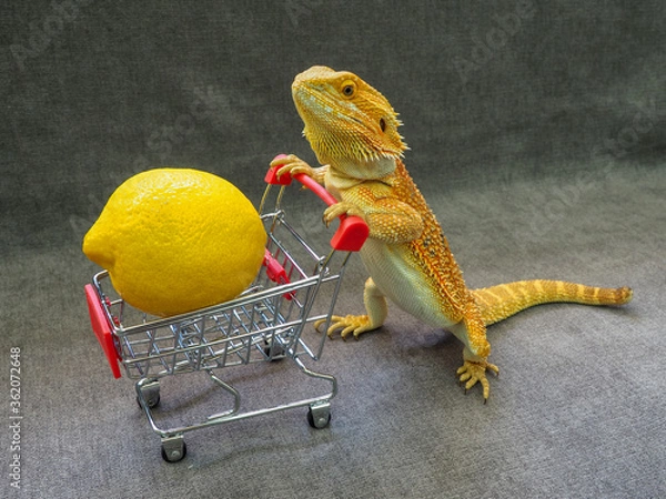 Fototapeta lizard bearded Agama bright orange color with a lemon in a mini supermarket cart on a gray background
