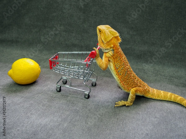 Fototapeta lizard bearded Agama bright orange color with a mini supermarket cart and a lemon on a gray background