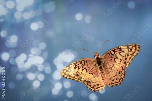 Obraz butterfly flying above water