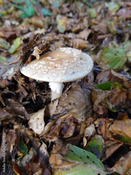 Fototapeta Amanite 